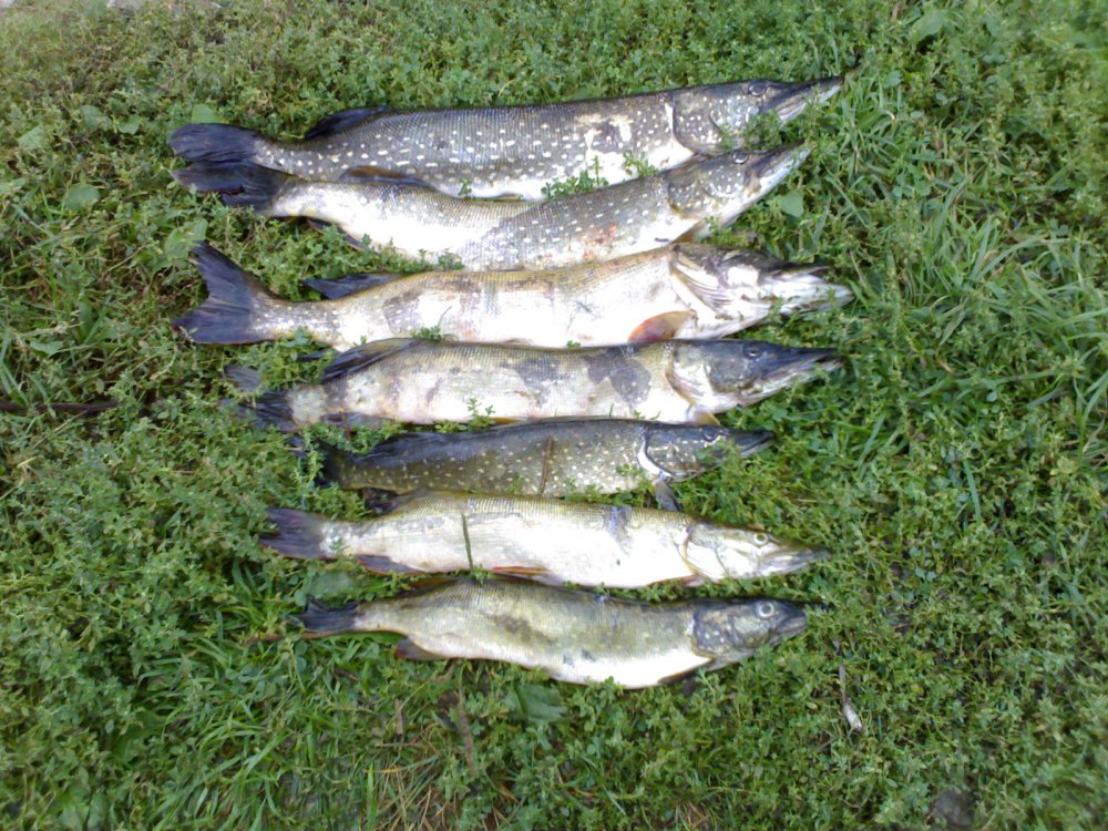 03092011727.thumb.jpg.c06683ee9e9058ac03b5e94e43dbdee9.jpg