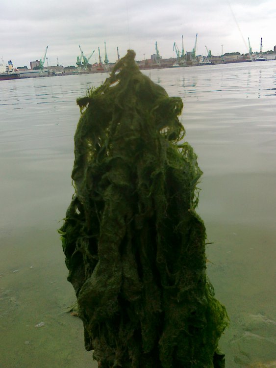 04072012040.thumb.jpg.87769a677889151b6a76df2f45a5d392.jpg