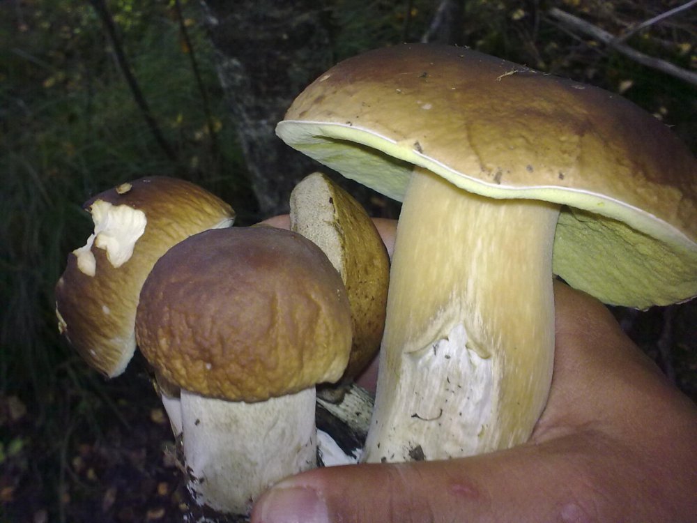 11092010418.thumb.jpg.0483558ee9eb2f8ad99fe5a101d4d862.jpg