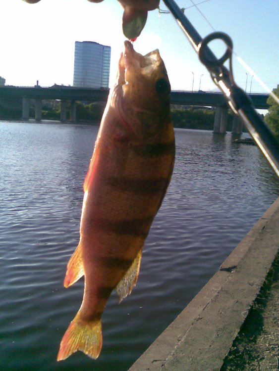 1416900265_115.thumb.jpg.d3ac1a70c2cd4f00025a721baa669f96.jpg