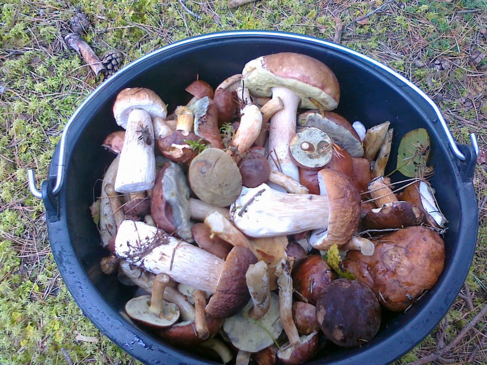 1727111548_griby040.thumb.jpg.3f0a78cb6d39f44b2234a46ed954f467.jpg