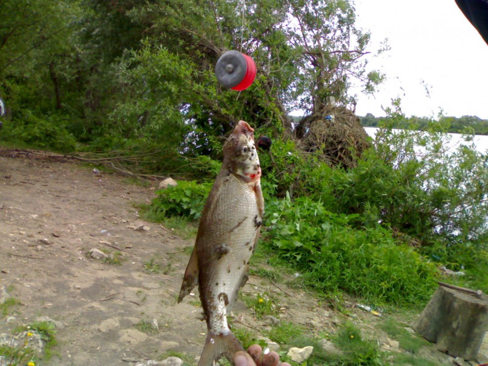 25052010383.thumb.jpg.a51470cbde613af1a0c5ece22ff1bd47.jpg