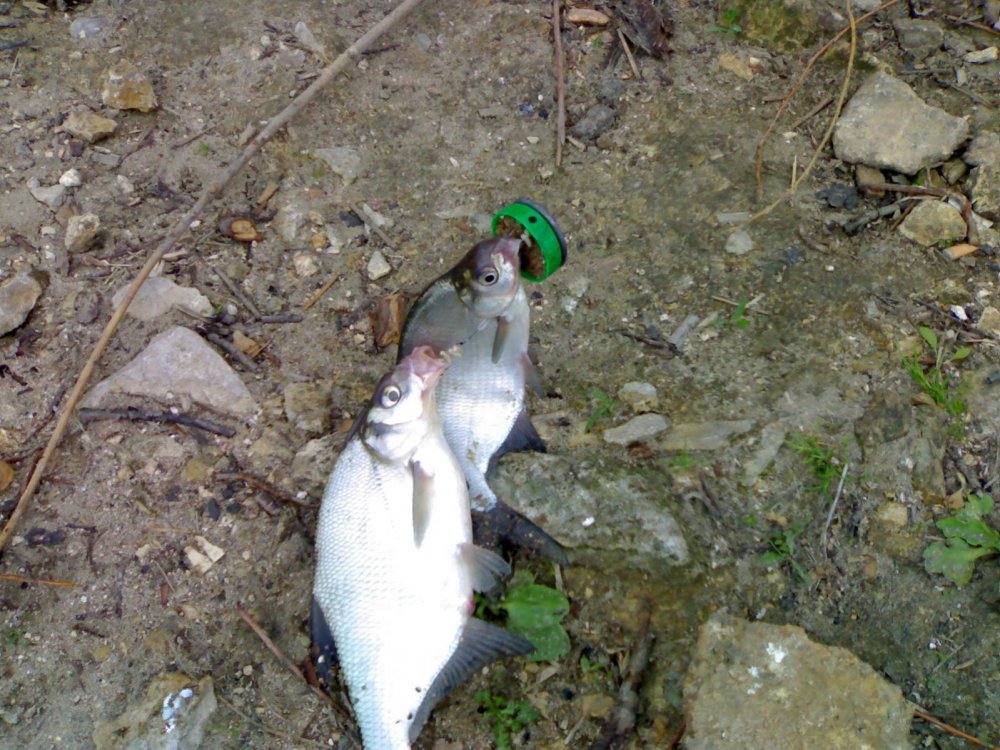 25052010384.thumb.jpg.9d001ffb35e8e2b03b9933f0132be1ef.jpg