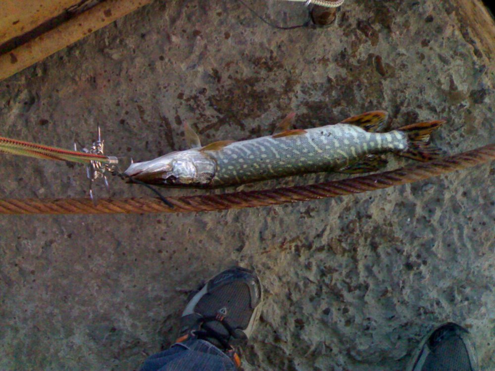 25052010389.thumb.jpg.0a16178c64098f4ae9cbb0e7fb2cfad6.jpg