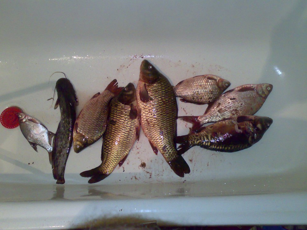 25082011185.thumb.jpg.35db00b0bb1cd729db3745e185b933e2.jpg