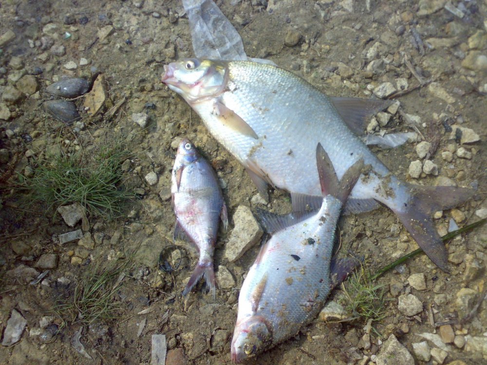 29072011131.thumb.jpg.79fc8282a33631defe35af3d5bc3ca79.jpg