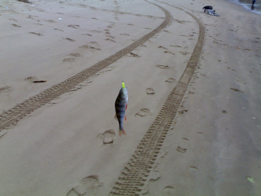 29102011740.thumb.jpg.a15526165561bfe3adf7707ffbbfaa7d.jpg