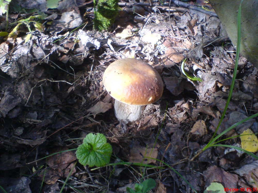 DSC01502.thumb.jpg.df77d447601f9e1cbad9365c34d382a3.jpg