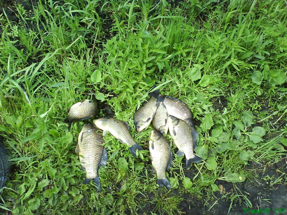 DSC02165.thumb.jpg.beec94dc90ece117057c42146e3bd68f.jpg