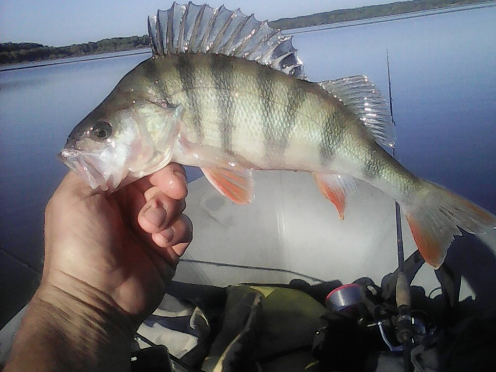 IMG00005.thumb.jpg.492ff24abe1e11d33bec60f05aeac68f.jpg