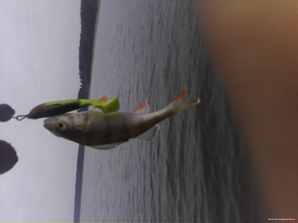 IMG0138A.thumb.jpg.e2b7ad7cfe3bdc6c84bf9245d21641a9.jpg