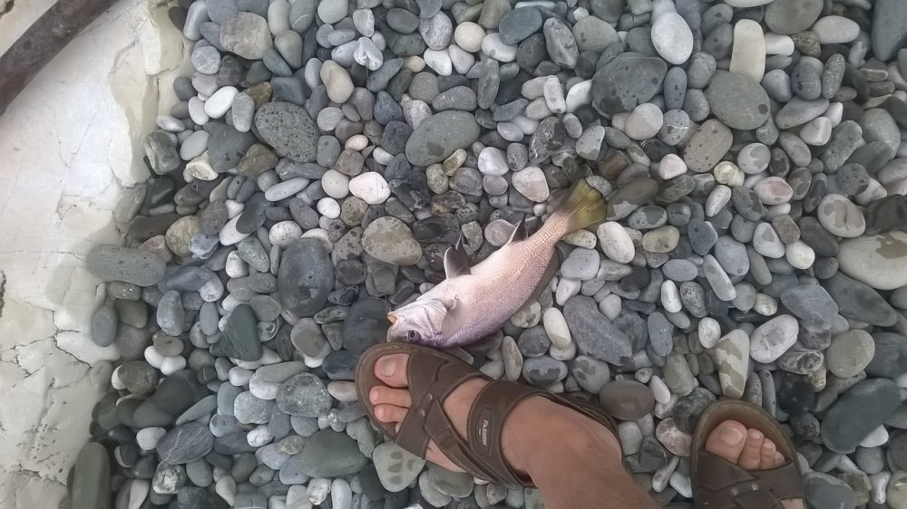WP_20170906_016.thumb.jpg.469512a6121bdba2332c88cfb8d5fe8b.jpg