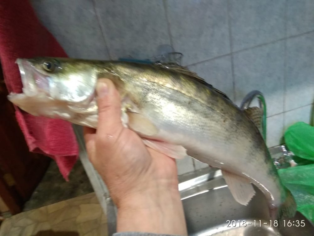 f1f2c20f-e063-447e-824f-34147bc3e6b9.thumb.jpg.7b46238811c0926017c2f592ebf958d9.jpg